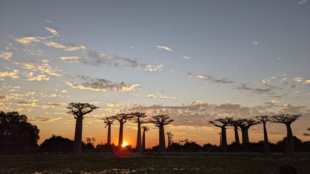 Allée des Baobabs